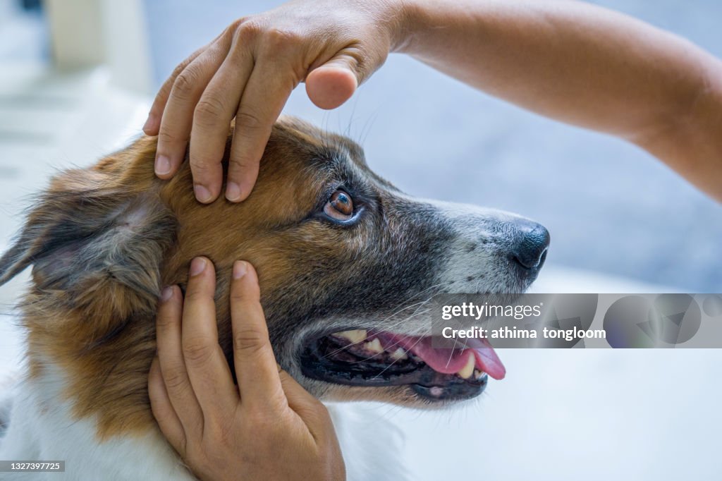 Dog Massage Therapy High-Res Stock Photo - Getty Images