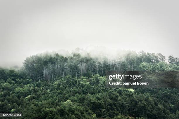 a pine forest at the top of a mountain have the head in the fog after a morning storm in the regional natural park of vercors - pine woodland stock-fotos und bilder