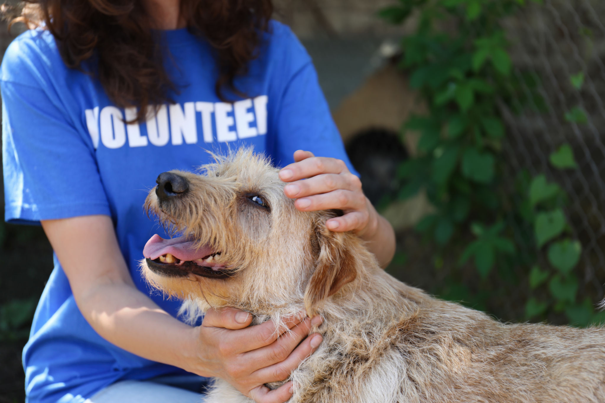 dog shelter volunteers