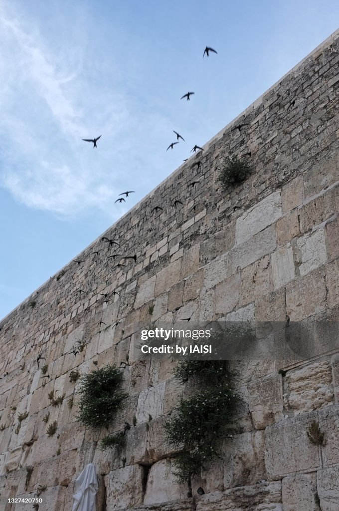 Jerusalem at dawn, side view of the Western Wall and a flock of swallow birds in flight above it
