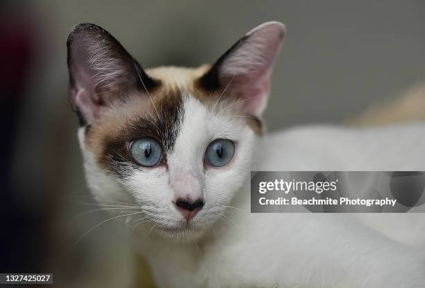 close up portrait of a blue eyed mix siamese cat - purebred cat fotografías e imágenes de stock