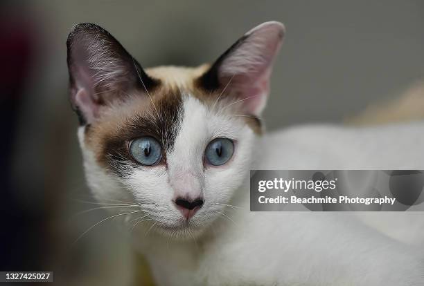 close up portrait of a blue eyed mix siamese cat - purebred cat bildbanksfoton och bilder