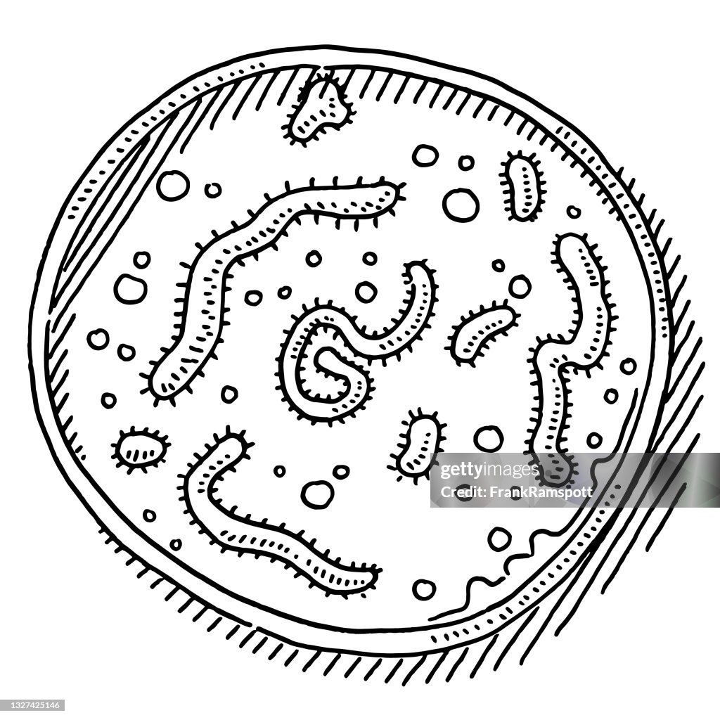 Dibujo De Microorganismos De La Placa De Petri Ilustración de stock - Getty  Images