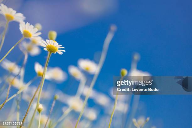 bright blue sky summer flowers on the meadow landscape. inspirational natural landscape background concept. idyllic floral closeup - daisy petal stock pictures, royalty-free photos & images