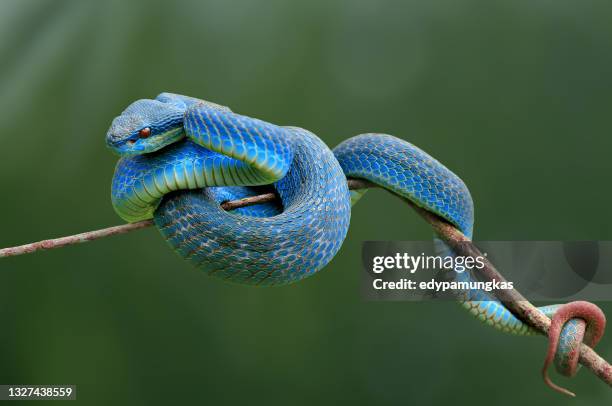 portrait of a blue viper on a branch, indonesia - curled up stock pictures, royalty-free photos & images