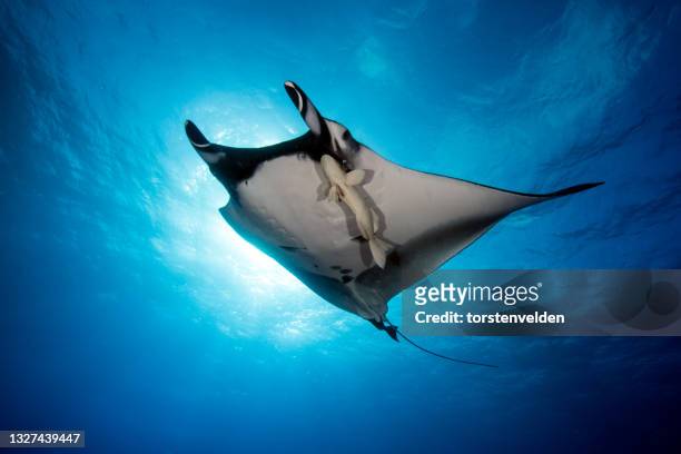 low angle view of a manta ray and a remora fish swimming in ocean, socorro, revillagigedo islands, baja california, mexico - remora fish stock pictures, royalty-free photos & images