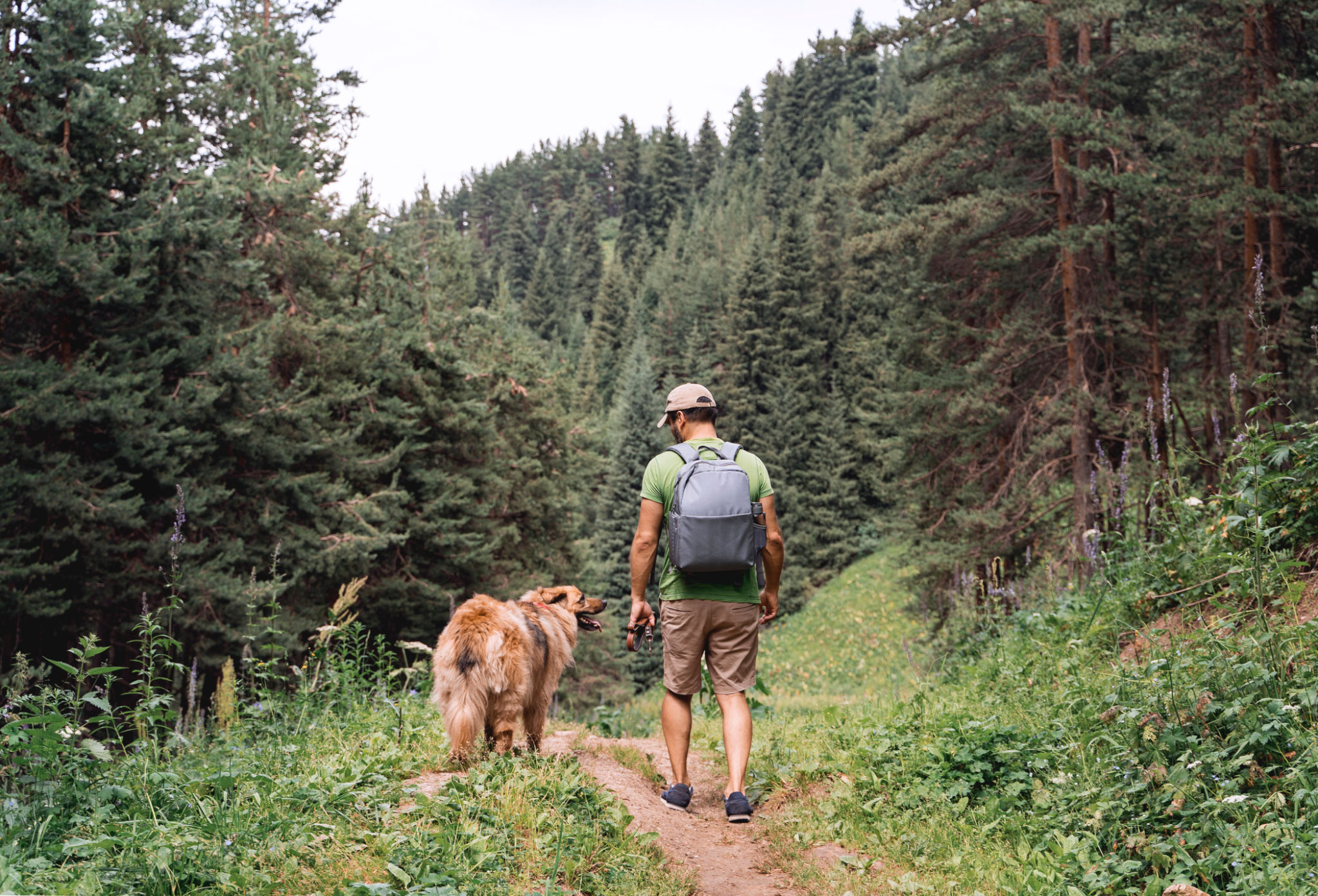 dog hiking trail