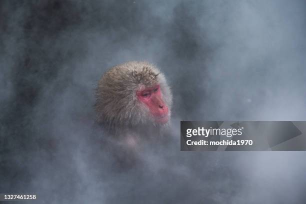 snow monkey - japanese macaque stock pictures, royalty-free photos & images