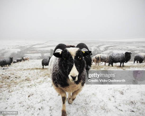 a purposeful jacob ewe - pennines stock pictures, royalty-free photos & images