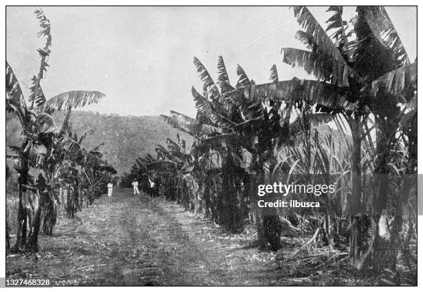 ilustrações de stock, clip art, desenhos animados e ícones de antique black and white photograph: banana plantation, cardenas, cuba - pacific