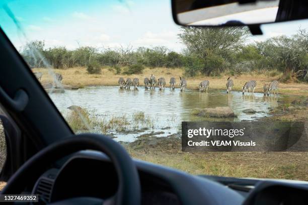 view from inside the car of a bunch of zebras drinking water from a waterhole in south africa - safari animals stock pictures, royalty-free photos & images