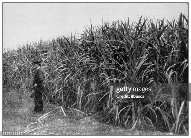 61点のサトウキビ畑イラスト素材 Getty Images 61点のサトウキビ畑イラスト素材 Getty Images