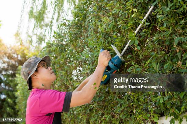 gardener in garden center cutting longer branches of small trees to mold a shape - landscape gardener foto e immagini stock