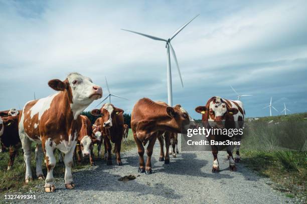 curious cows walking between wind turbines - farm norway stock pictures, royalty-free photos & images