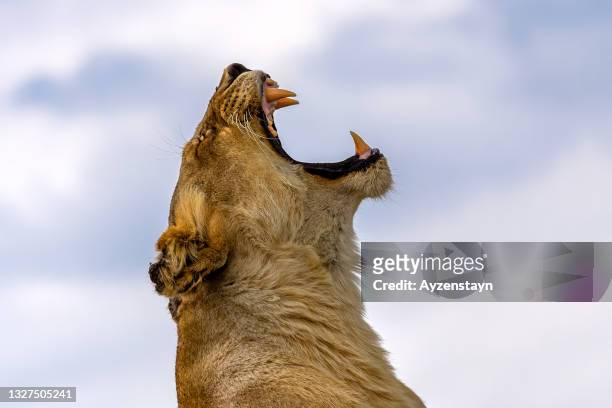 lioness yawning, roaring on the rock at wild - lion roar stockfoto's en -beelden