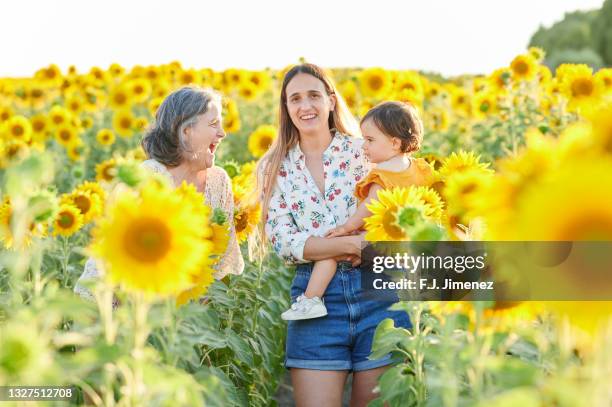 grandmother with daughter and granddaughter in the field of sunflowers - happy sunflower stock pictures, royalty-free photos & images