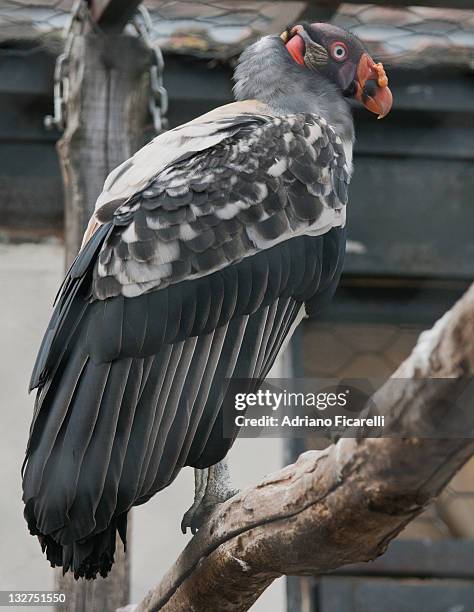 vulture sitting on tree trunk - adriano ficarelli stockfoto's en -beelden