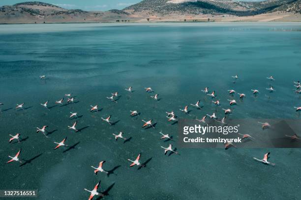 湖に飛ぶフラミンゴ - flamingos ストックフォトと画像