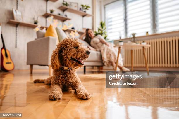 cute poodle lying on floor in apartment - poodle stock pictures, royalty-free photos & images