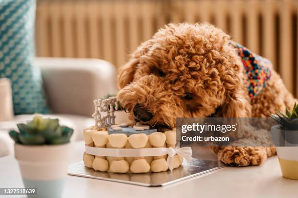 cute dog eating birthday cake - labradoodle stock pictures, royalty-free photos & images