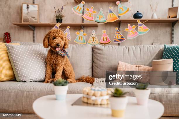 cute dog celebrating birthday at home - dog birthday stock pictures, royalty-free photos & images