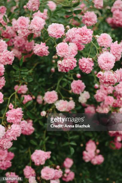 pink rose flowers in the garden. summer floral background. - rose bush stock pictures, royalty-free photos & images