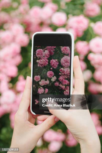 female hands holding telephone while taking picture of summer pink flowers of rose in garden. close-up of phone screen. - photographing garden stock pictures, royalty-free photos & images