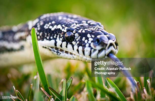 Python Head Open Side View 1,359 Python Head Stock Photos, High-Res Pictures, and Images - Getty ...