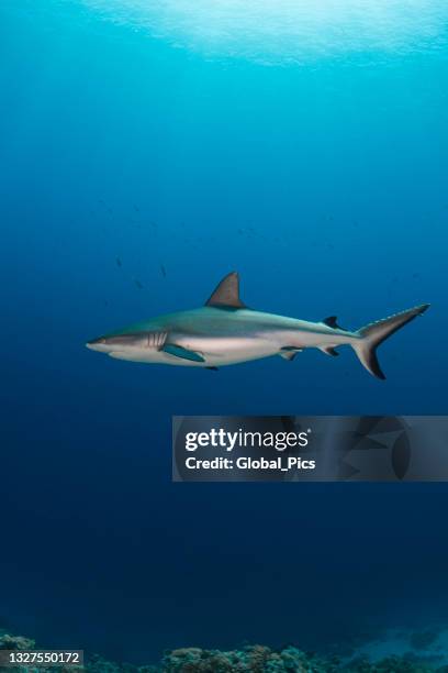 grey reef shark (carcharhinus amblyrhynchos) - palau, micronesia - silver shark stock pictures, royalty-free photos & images