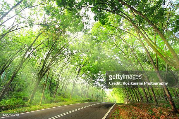 road along rubber plantation - genomborra bildbanksfoton och bilder