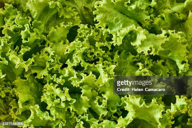 close up of green lettuce leaves - butterhead lettuce - fotografias e filmes do acervo