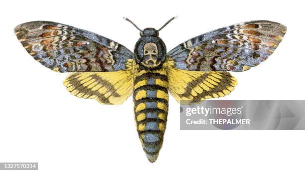 death's-head hawkmoth engraving 1872 - moth stock illustrations