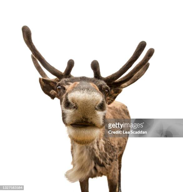 reindeer - reindeer stockfoto's en -beelden