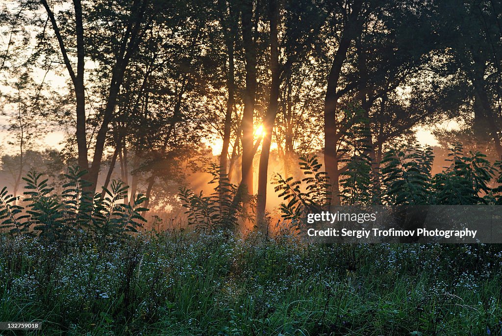 Dawn in forest and rising sun beams