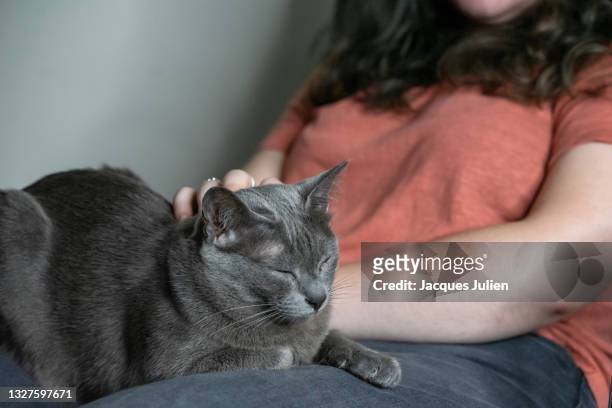 woman with a cat on her knees - burmese cat stock pictures, royalty-free photos & images