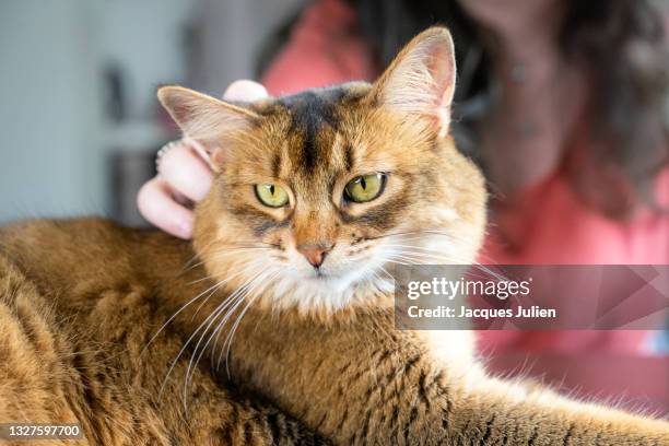 woman's hand petting a cat - abyssinian cat stock-fotos und bilder