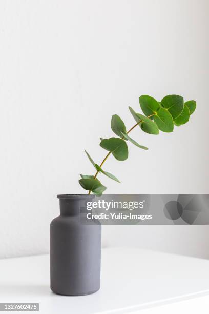 single stem of fresh eucalyptus leaves in a pottery vase - vas bildbanksfoton och bilder