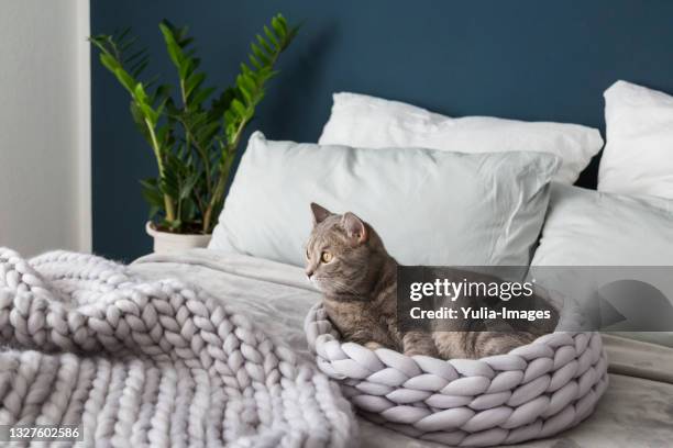 contented grey tabby cat curled up in a warm kitty bed - cat indoors stock pictures, royalty-free photos & images