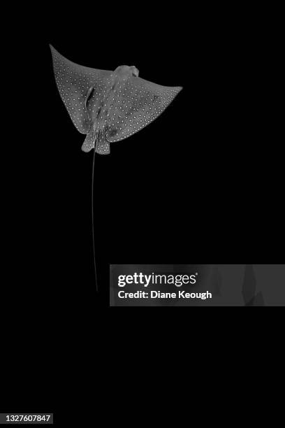 spotted eagle ray on black background - stingray stock pictures, royalty-free photos & images