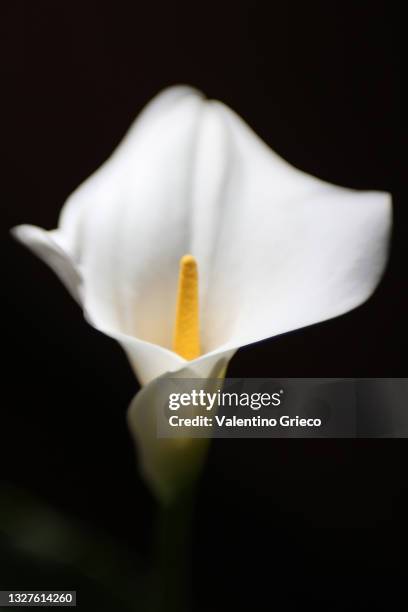 white calla flower - bokeh -  macro - black background - calla lilies white stock-fotos und bilder