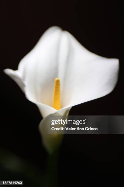 white calla flower - bokeh -  macro - black background - calla lilies white fotografías e imágenes de stock
