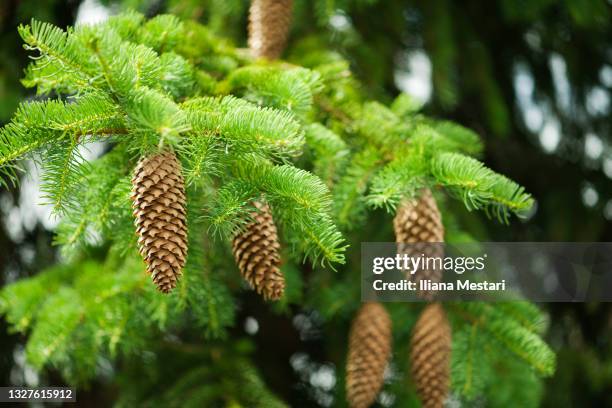 pine cones on a pine tree - spruce ストックフォトと画像