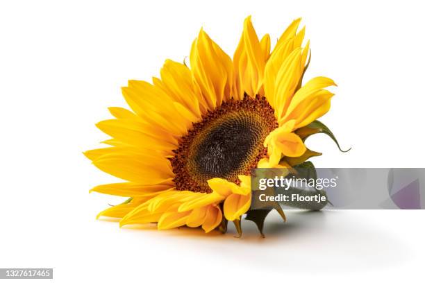 flowers: sunflower isolated on white background - helianthus stock pictures, royalty-free photos & images
