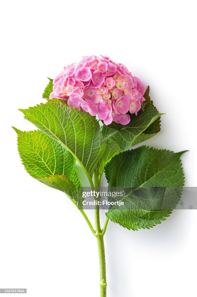 Flowers: Pink Hydrangea Isolated on White Background