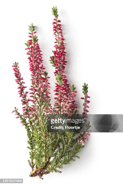 flowers: heather isolated on white background - ling imagens e fotografias de stock