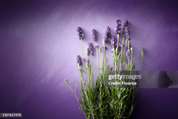 blumen: lavendel stillleben mit kopie randsfläche - lavendel stock-fotos und bilder
