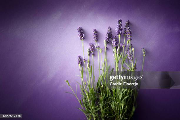 blumen: lavendel stillleben mit kopie randsfläche - lavendelfarbig stock-fotos und bilder