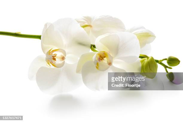 blumen: weiße orchidee, isolated on white background - orchidee stock-fotos und bilder