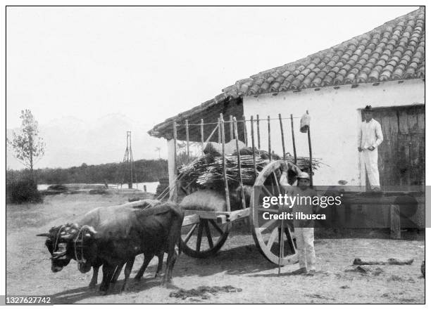 stockillustraties, clipart, cartoons en iconen met antique black and white photograph: warehouse on juraco river, isla de la juventud - an ox