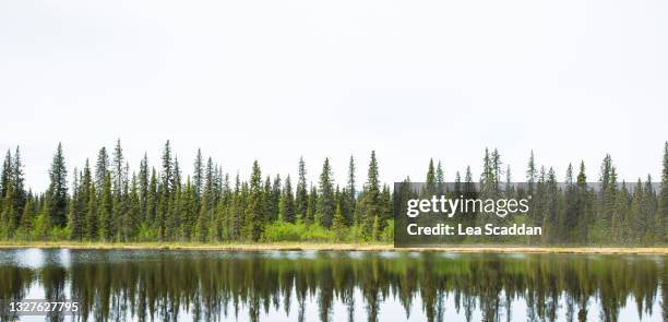 tree reflection - lakeshore 個照片及圖片檔